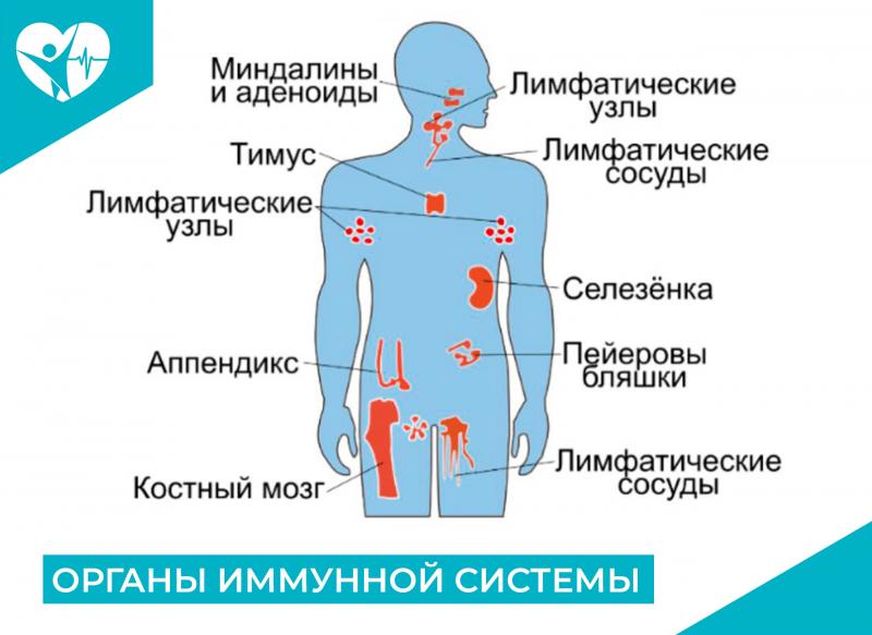 1 марта - Всемирный день иммуннитета